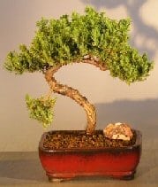 Juniper Bonsai Tree For Sale #21 - Trained (juniper procumbens nana)