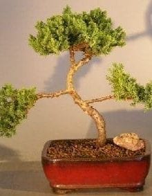 Juniper Bonsai Tree For Sale #22 - Trained (juniper procumbens nana)