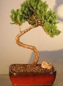 Juniper Bonsai Tree For Sale #23 - Trained (juniper procumbens nana)