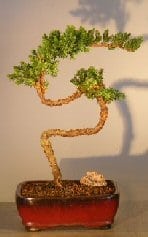 Juniper Bonsai Tree For Sale #24 - Trained (juniper procumbens nana)