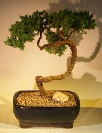 Juniper Bonsai Tree For Sale #55 - Trained (juniper procumbens nana)