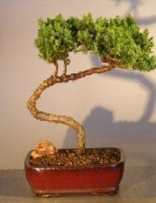 Juniper Bonsai Tree For Sale #25 - Trained (juniper procumbens nana)