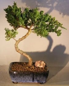 Juniper Bonsai Tree For Sale #33 - Trained (juniper procumbens nana)