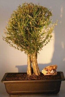 Flowering Tropical Boxwood Bonsai Tree For Sale (neea buxifolia)