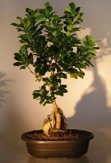 Ginseng Ficus Bonsai Tree For Sale Root Over Rock Style #2 (Ficus Retusa)