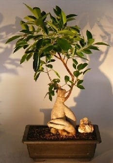 Ginseng Ficus Bonsai Tree For Sale #2 (Ficus Retusa)