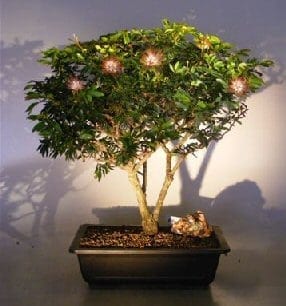 Flowering Dwarf Powder Puff Bonsai Tree For Sale (Calliandra Haematocephala)