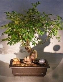 Dwarf Chinese Elm Bonsai Tree For Sale Variegated (ulmus parvifolia) yatsubusa