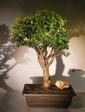 Baby Jade Bonsai Tree For Sale #5 (Portulacaria Afra)