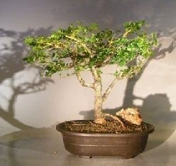 Flowering Premna Bonsai Tree For Sale (premna obtusifolia)