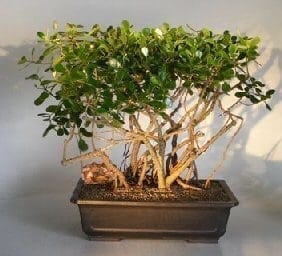 Flowering Tropical Dwarf Apple Bonsai Tree For Sale Banyan Style (clusia rosea 'nana')