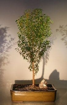 Flowering Myrtle Bonsai Tree For Sale Upright Style #1 (myrtus communis 'compacta')