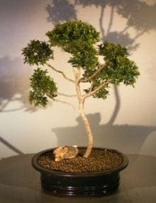 Brush Cherry (Pom-Pom) Style Bonsai Tree For Sale #1 (eugenia myrtifolia)