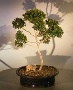 Brush Cherry (Pom-Pom) Style Bonsai Tree For Sale #1 (eugenia myrtifolia)