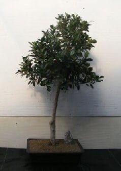 Green Emerald Ficus Bonsai Tree For Sale #2 (ficus microcarpa)