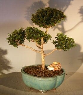 Brush Cherry (Pom-Pom) Style Bonsai Tree For Sale #2 (eugenia myrtifolia)