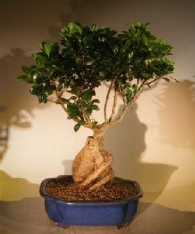 Ginseng Ficus Bonsai Tree For Sale #1 (Ficus Retusa)