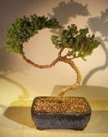 Juniper Bonsai Tree For Sale #40 - Trained (juniper procumbens nana)