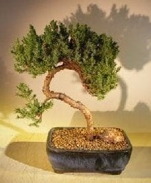 Juniper Bonsai Tree For Sale #41 - Trained (juniper procumbens nana)