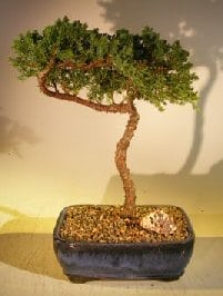Juniper Bonsai Tree For Sale #42 - Trained (juniper procumbens nana)