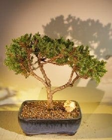 Juniper Bonsai Tree For Sale #44 - Trained (juniper procumbens nana)