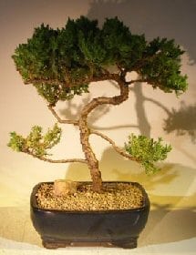 Juniper Bonsai Tree For Sale #51 - Trained (juniper procumbens nana)