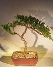 Juniper Bonsai Tree For Sale #45 - Trained (juniper procumbens nana)