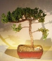 Juniper Bonsai Tree For Sale #46 - Trained (juniper procumbens nana)