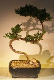 Juniper Bonsai Tree For Sale #52 - Trained (juniper procumbens nana)
