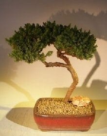Juniper Bonsai Tree For Sale #47 - Trained (juniper procumbens nana)