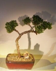 Juniper Bonsai Tree For Sale #48 - Trained (juniper procumbens nana)