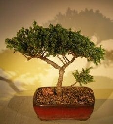 Juniper Bonsai Tree For Sale #49 - Trained (juniper procumbens nana)