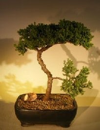 Juniper Bonsai Tree For Sale #50 - Trained (juniper procumbens nana)