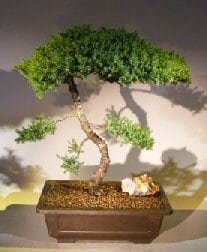 Juniper Bonsai Tree For Sale #59 - Trained (juniper procumbens nana)