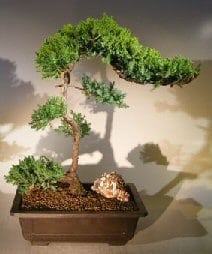 Juniper Bonsai Tree For Sale #60 - Trained (juniper procumbens nana)