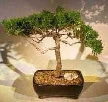 Juniper Bonsai Tree For Sale #57 - Trained (juniper procumbens nana)