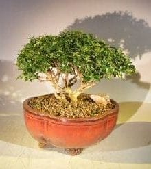 Japanese Kingsville Boxwood Bonsai Tree For Sale #1 (buxus microphylla compacta)