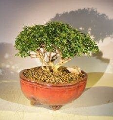 Japanese Kingsville Boxwood Bonsai Tree For Sale #1 (buxus microphylla compacta)