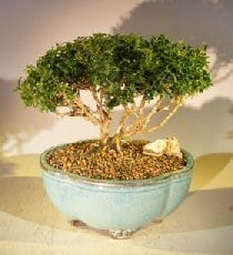 Japanese Kingsville Boxwood Bonsai Tree For Sale #2 (buxus microphylla compacta)