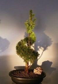 Dwarf Alberta Spruce Bonsai Tree For Sale Spiraled Trunk (Picea Glauca Conica)