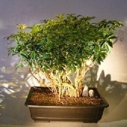 Hawaiian Umbrella Bonsai Tree For Sale Banyan Style #7 (arboricola schfflera)