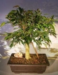 Ficus Oriental Bonsai Tree For Sale Banyan Roots (ficus orientalis)
