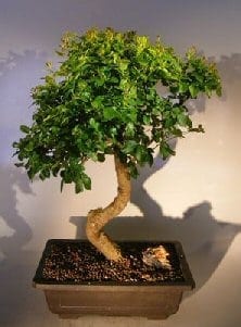 Flowering Ligustrum Bonsai Tree For Sale Curved Trunk Style (ligustrum lucidum)