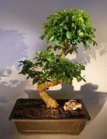Flowering Ligustrum Bonsai Tree For Sale Curved Trunk Style) (ligustrum lucidum)