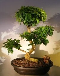 Flowering Ligustrum Bonsai Tree For Sale Curved Trunk & Tiered Branching Style (ligustrum lucidum)