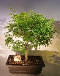 Flowering Brazilian Raintree Bonsai Tree For Sale #2 (pithecellobium tortum)