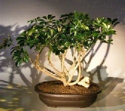Hawaiian Umbrella Bonsai Tree For Sale (arboricola schfflera)