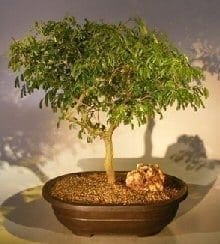 Flowering Brazilian Raintree Bonsai Tree For Sale #3 (pithecellobium tortum)