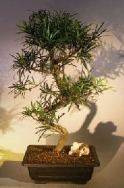 Flowering Podocarpus Bonsai Tree For Sale Curved Trunk Style #1 (podocarpus macrophyllus)
