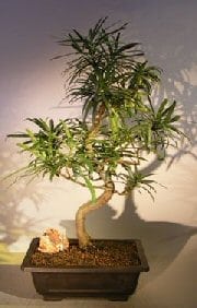 Flowering Podocarpus Bonsai Tree For Sale Curved Trunk Style #2 (podocarpus macrophyllus)